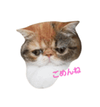 鼻ぺちゃ猫ちゃんのひとことスタンプ（個別スタンプ：3）