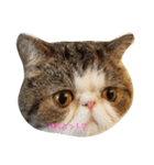 鼻ぺちゃ猫ちゃんのひとことスタンプ（個別スタンプ：4）