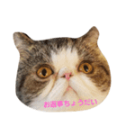 鼻ぺちゃ猫ちゃんのひとことスタンプ（個別スタンプ：7）