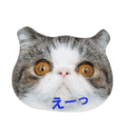 鼻ぺちゃ猫ちゃんのひとことスタンプ（個別スタンプ：9）