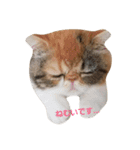 鼻ぺちゃ猫ちゃんのひとことスタンプ（個別スタンプ：10）