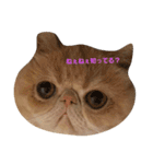 鼻ぺちゃ猫ちゃんのひとことスタンプ（個別スタンプ：11）