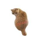 鼻ぺちゃ猫ちゃんのひとことスタンプ（個別スタンプ：12）