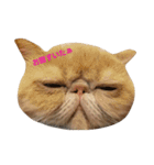 鼻ぺちゃ猫ちゃんのひとことスタンプ（個別スタンプ：13）