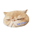 鼻ぺちゃ猫ちゃんのひとことスタンプ（個別スタンプ：14）
