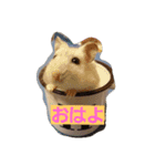 はむとわんだふる（個別スタンプ：3）