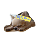 はむとわんだふる（個別スタンプ：4）