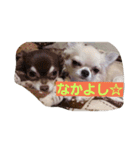 はむとわんだふる（個別スタンプ：9）