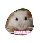 はむとわんだふる（個別スタンプ：12）