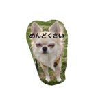 はむとわんだふる（個別スタンプ：16）