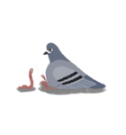 Hubertus the Pigeon（個別スタンプ：3）