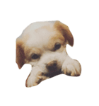 Macau Dog（個別スタンプ：1）