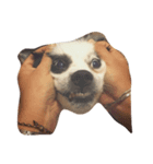 Macau Dog（個別スタンプ：2）