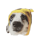 Macau Dog（個別スタンプ：3）