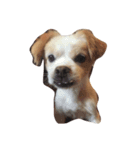 Macau Dog（個別スタンプ：4）
