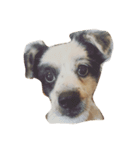 Macau Dog（個別スタンプ：5）