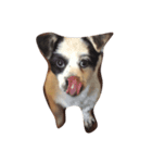 Macau Dog（個別スタンプ：6）