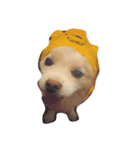 Macau Dog（個別スタンプ：7）
