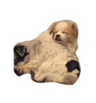 Macau Dog（個別スタンプ：8）