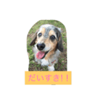 やんちゃ姫 空だワン（個別スタンプ：7）