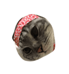 cat miau（個別スタンプ：1）