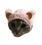cat miau（個別スタンプ：2）