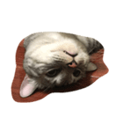 cat miau（個別スタンプ：5）
