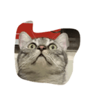 cat miau（個別スタンプ：6）