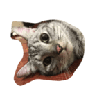 cat miau（個別スタンプ：7）