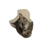 cat miau（個別スタンプ：8）