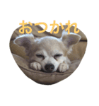 はい、ゆずです。（個別スタンプ：3）