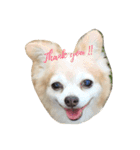 はい、ゆずです。（個別スタンプ：5）