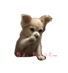はい、ゆずです。（個別スタンプ：13）