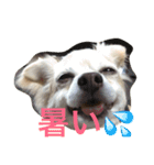 はい、ゆずです。（個別スタンプ：14）