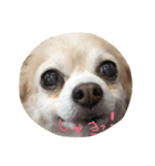はい、ゆずです。（個別スタンプ：16）