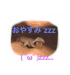 ぺろちゃん すきすき（個別スタンプ：4）