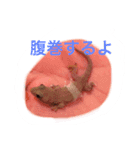 ぺろちゃん すきすき（個別スタンプ：7）