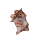 #hamster（個別スタンプ：1）
