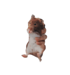 #hamster（個別スタンプ：3）