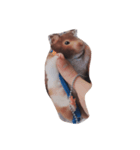 #hamster（個別スタンプ：5）