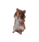 #hamster（個別スタンプ：6）