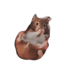 #hamster（個別スタンプ：7）
