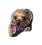 今日ものんびり〜✨癒しのイヴくん！（個別スタンプ：6）