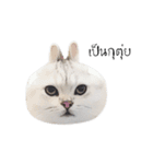 Nong Beyond and Baki Cat（個別スタンプ：1）
