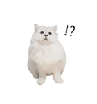 Nong Beyond and Baki Cat（個別スタンプ：2）