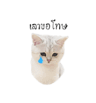 Nong Beyond and Baki Cat（個別スタンプ：3）