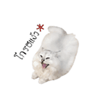 Nong Beyond and Baki Cat（個別スタンプ：4）