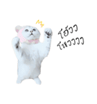 Nong Beyond and Baki Cat（個別スタンプ：5）