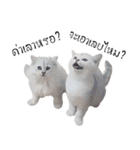 Nong Beyond and Baki Cat（個別スタンプ：11）