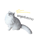 Nong Beyond and Baki Cat（個別スタンプ：13）